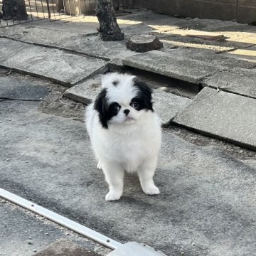 狆(チン)【香川県・男の子・2024年11月28日・白黒】の写真「歌舞伎君」
