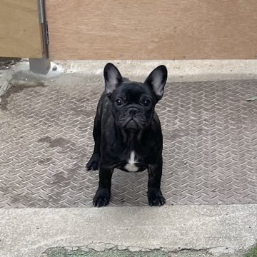 フレンチブルドッグ【香川県・女の子・2025年8月2日・ブリンドル】の写真「ナイスボディー姫」