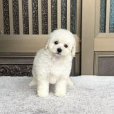 トイプードル(タイニー)