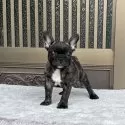 フレンチブルドッグ