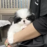 狆(チン)