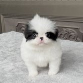 狆(チン)