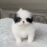 狆(チン)