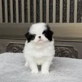 狆(チン)