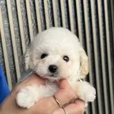 ティーカッププードル