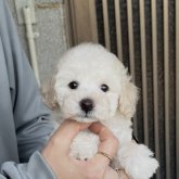 トイプードル(タイニー)