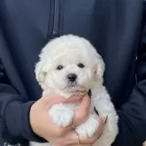 タイニープードル