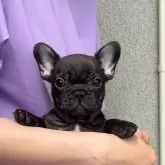 フレンチブルドッグ