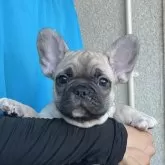 フレンチブルドッグ