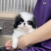 狆(チン)