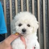 タイニープードル
