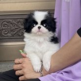 狆(チン)