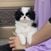 狆(チン)