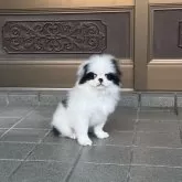 狆(チン)