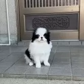狆(チン)
