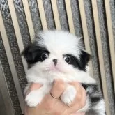 狆(チン)