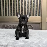 フレンチブルドッグ