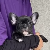 フレンチブルドッグ