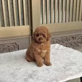 タイニープードル【香川県・女の子・2024年10月3日・レッド】の写真3