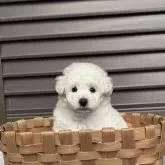 タイニープードル【香川県・男の子・2025年11月1日・ホワイト】の写真4
