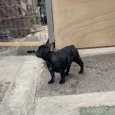 フレンチブルドッグ【香川県・女の子・2025年8月2日・ブリンドル】の写真4