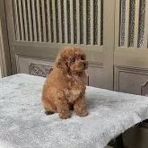 タイニープードル【香川県・女の子・2024年10月3日・レッド】の写真4