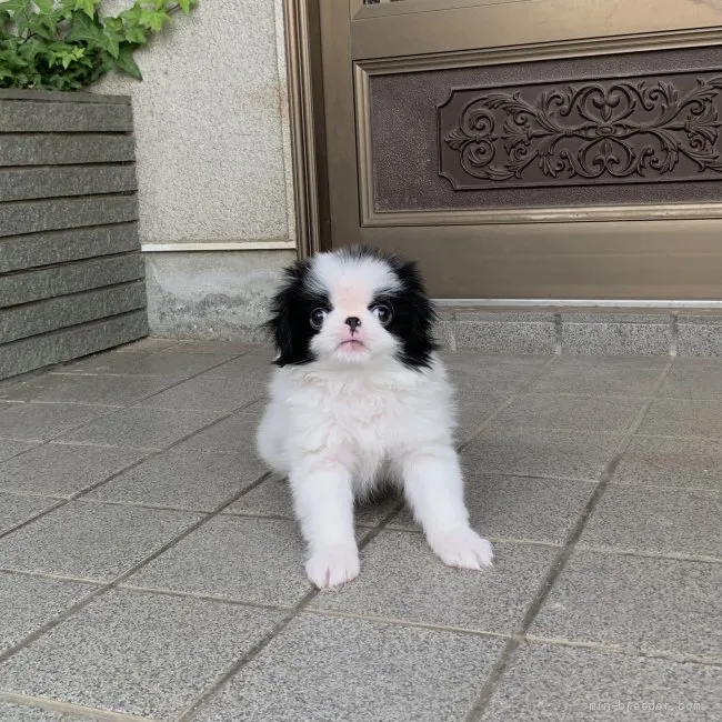 リアリコリナママ 様のお迎えした子犬