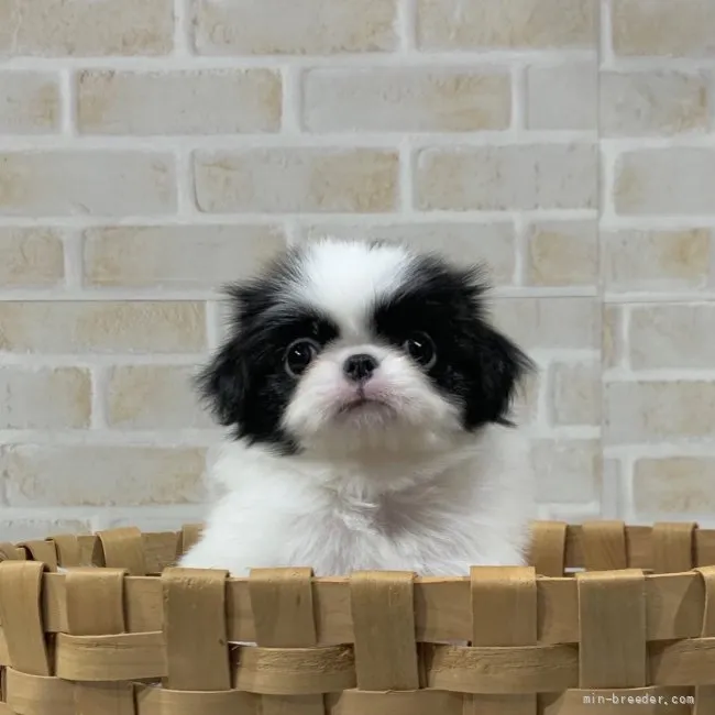 ハヤパパ 様のお迎えした子犬