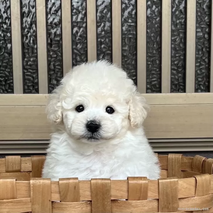 まどれーぬ 様のお迎えした子犬