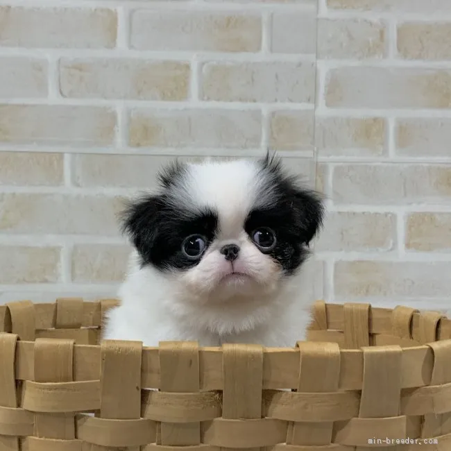 ID:2105-02827の子犬