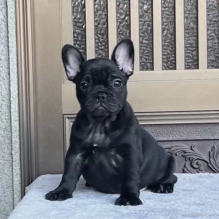 ID:2407-08319の子犬