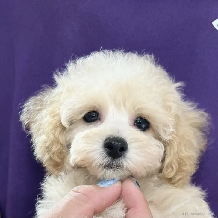 N.M 様のお迎えした子犬