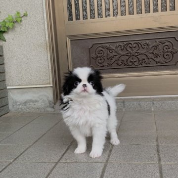 狆(チン)【香川県・男の子・2021年3月31日・白黒】の写真「ハンサム君」