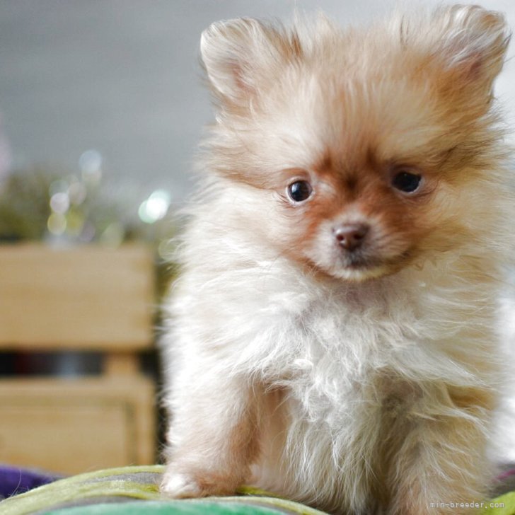 ブリーダー画像