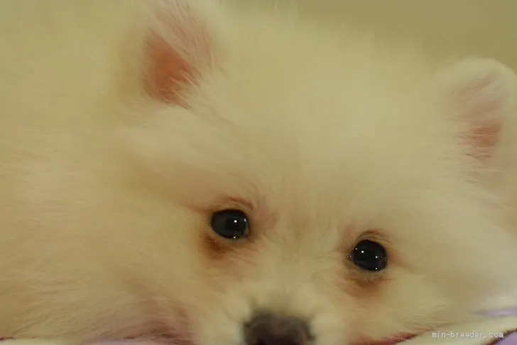 N.Y 様のお迎えした子犬