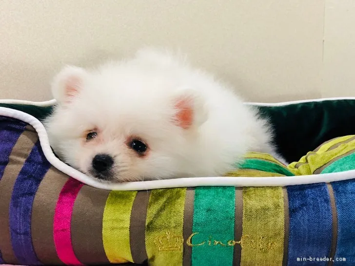 ID：2002-00918の子犬
