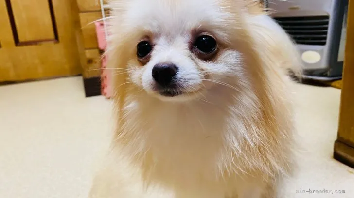 ID:2102-01794の子犬