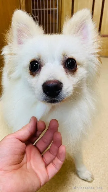 ID：2101-01515の子犬