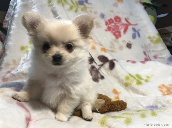 ID：1712-01353の子犬