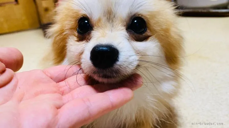 ID:2201-01837の子犬