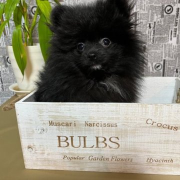 ポメラニアン【北海道・男の子・2023年8月12日・ブラック】の写真「もふもふ黒ぼんず☆」