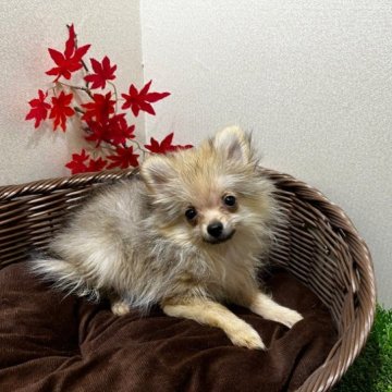 ミックス(ミックス×ポメラニアン)【北海道・女の子・2022年7月27日・オレンジ】の写真「ちっさい可愛い子ちゃん☆」