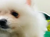 ポメラニアン【北海道・男の子・2019年12月3日・ホワイト】の写真5