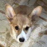 ウェルシュ・コーギー・ペンブローク【茨城県・女の子・2025年7月1日・レッド&ホワイト】の写真4