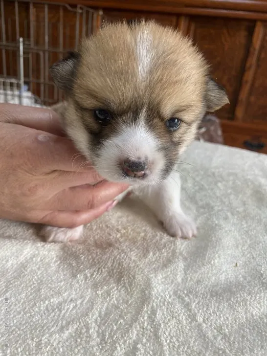 ID：2105-00676の子犬