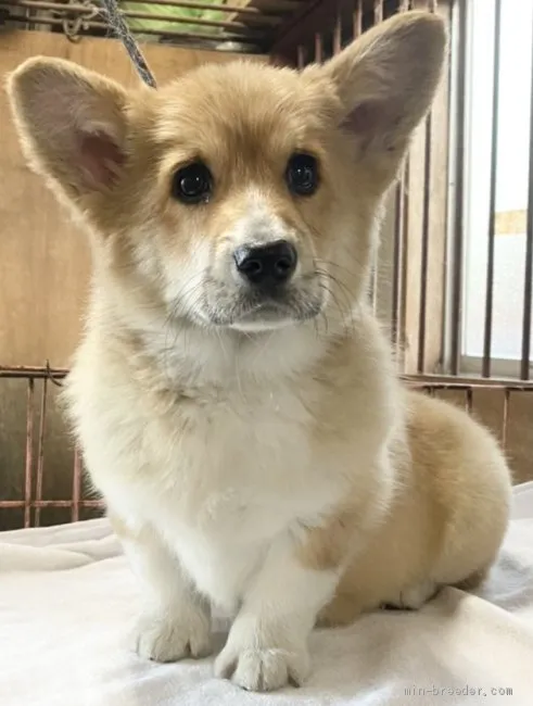 ID:2101-00035の子犬