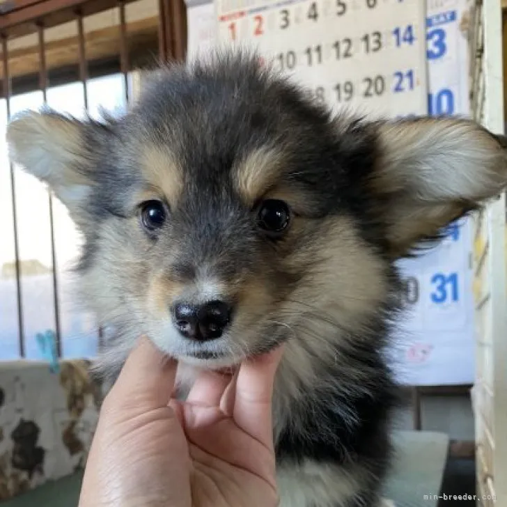 ともぞう 様のお迎えした子犬