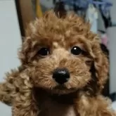 トイプードル(トイ)