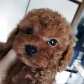 タイニープードル