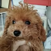 タイニープードル【鹿児島県・男の子・2025年7月16日・レッド】の写真9